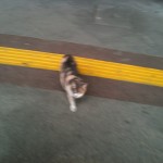 Streifenkatze